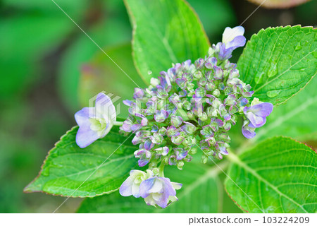 hydrangea   103224209