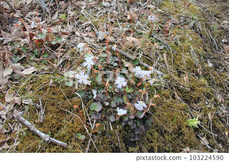 Iwauchiwa (Iwauchiwa)/Wild grasses that bloom in spring Iwauchiwa (Iwauchiwa)/Wild grasses that bloom in spring 103224590