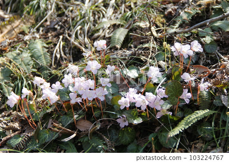 岩內岩（Iwauchiwa）/春天盛開的野草 103224767