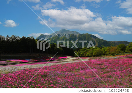 晴天的羊山公園芝櫻山 103224768