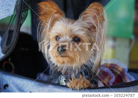 Yorkie resting in a dog cart Yorkie resting in a dog cart 103224787