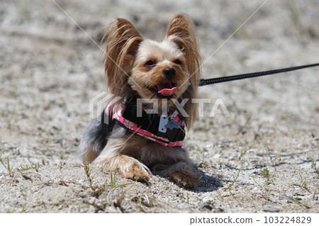 Yorkie playing on the riverbed 103224829