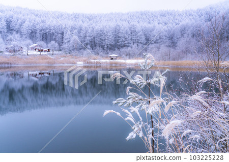 《長野縣》雪景中的中卷湖、霧凇林和湖面倒影 103225228