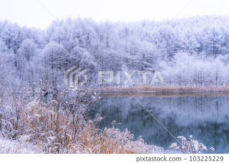 《長野縣》雪景中的中卷湖、霧凇林和湖面倒影 103225229