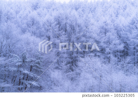 《Nagano Prefecture》Lake Nakamaki Snow Scenery / Forest of Hoarfrost 《Nagano Prefecture》Lake Nakamaki Snow Scenery / Forest of Hoarfrost 103225305