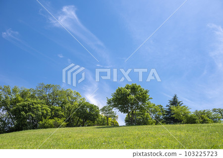 Early summer sky and green Early summer sky and green 103225723