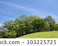 Early summer sky and green 103225725