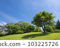 Early summer sky and green 103225726