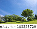 Early summer sky and green 103225729