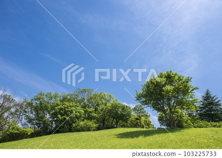 Early summer sky and green Early summer sky and green 103225733