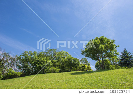 Early summer sky and green Early summer sky and green 103225734