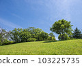 Early summer sky and green 103225735