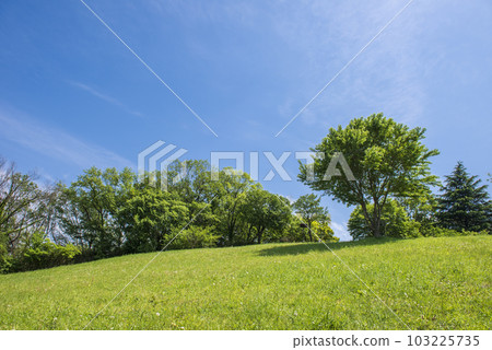 Early summer sky and green Early summer sky and green 103225735