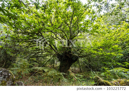 Hiking through the Canyon del Sil in Parada de Sil in Galicia, Spain, Europe 103225772