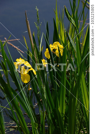 盛開在神代植物園 Aquatic Botanical Garden 的森若 103225805