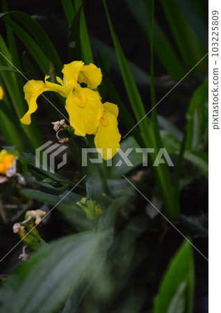 盛開在神代植物園 Aquatic Botanical Garden 的森若 盛開在神代植物園 Aquatic Botanical Garden 的森若 103225809