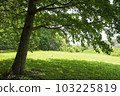 Early summer trees and grass 103225819