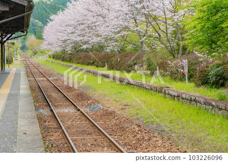 Kareigawa Station and cherry blossoms 103226096