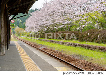 Kareigawa station platform and cherry blossoms 103226097