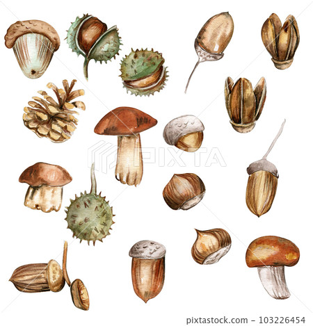 Autumn set of leaves and mushrooms. Hand drawn illustration of autumn. Perfect for scrapbooking, kids design, wedding invitation, posters, greetings cards, party decoration. Autumn set of leaves and mushrooms. Hand drawn illustration of autumn. Perfect for scrapbooking, kids design, wedding invitation, posters, greetings cards, party decoration. 103226454