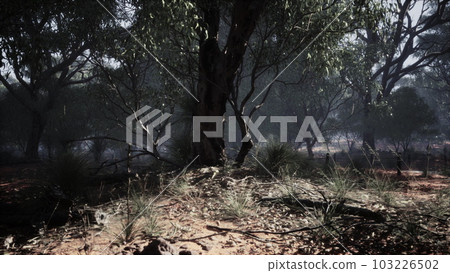 Coastal vegetation with trees and shrubs Coastal vegetation with trees and shrubs 103226502