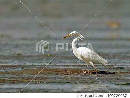 White egret_20050820_8255 103226687