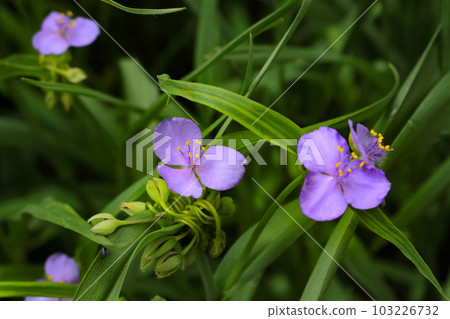 Yu Murasaki Yukusa Yu Murasaki Yukusa 103226732
