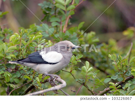 Column Starling_20090314_0215 Column Starling_20090314_0215 103226867