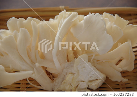白舞茸蘑菇舞茸 103227288