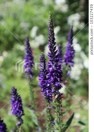 開花在花壇的維羅妮卡蜂鳥 103227439