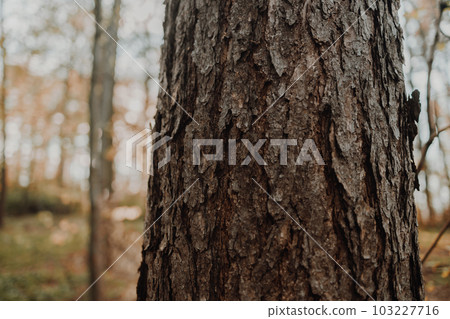 Wooded forest trees backlit by golden sunlight before sunset with sun rays pouring through trees Wooded forest trees backlit by golden sunlight before sunset with sun rays pouring through trees 103227716