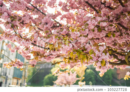 Spring Cherry blossoms, pink flowers in Krakow's old city Spring Cherry blossoms, pink flowers in Krakow's old city 103227728