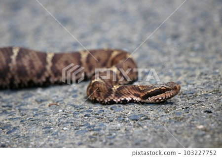 Viper Viper 103227752