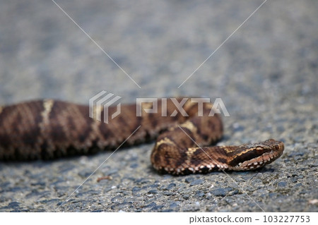 Viper Viper 103227753