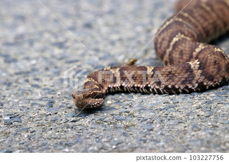 Viper Viper 103227756