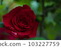 西蒙娜·薇爾的玫瑰 103227759
