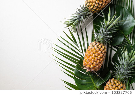 Bromeliad tropical leaves penglai banana background turtle leaf pineapple background パ イ ナ ッ プ ル 103227766