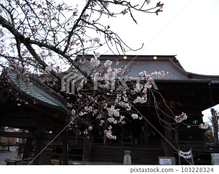 滑川觀音的春天 滑川觀音的春天 103228324