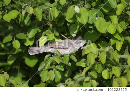 Amazing barred warbler (Curruca nisoria) 103228855