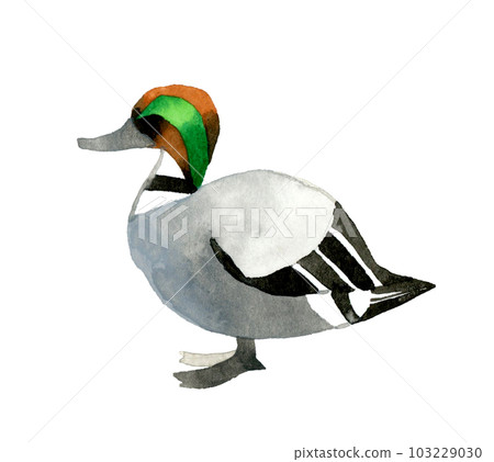 Male reed duck Cute and loose animal hand-painted watercolor illustration material Male reed duck Cute and loose animal hand-painted watercolor illustration material 103229030