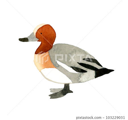 雄性wigeon可愛鬆散的動物手繪水彩插畫素材 雄性wigeon可愛鬆散的動物手繪水彩插畫素材 103229031