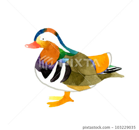 鴛鴦男可愛鬆散動物手繪水彩插畫素材 103229035
