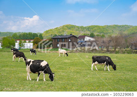 北海道牧場奶牛 北海道牧場奶牛 103229063