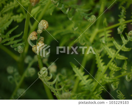 Sprouting bracken Sprouting bracken 103229183