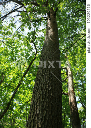 一棵大樹的樹幹在一個新的綠色森林裡 103229216