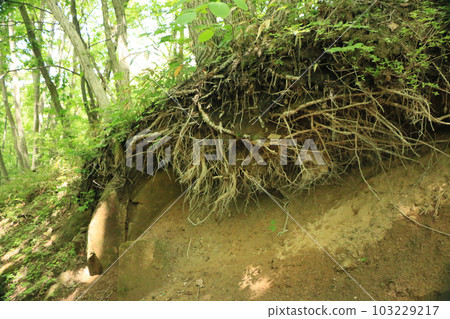 crumbling tree roots 103229217
