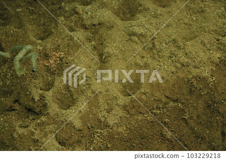 Ant hell's nest that appeared in the soil 103229218