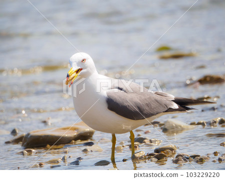 Black-tailed gull with sweets in its mouth 103229220