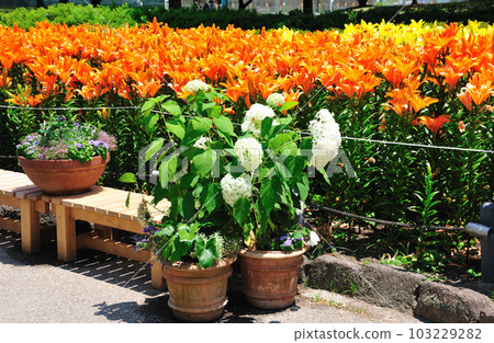 千種百合公園 103229282