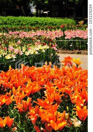 Lily of Chikusa Park 103229284